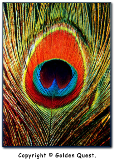 The eye of the peacock feather