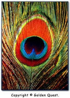 peacock feather with eye